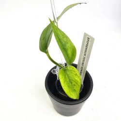Epipremnum Himiko Teruno Japan