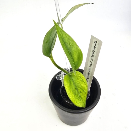 Epipremnum Himiko Teruno Japan