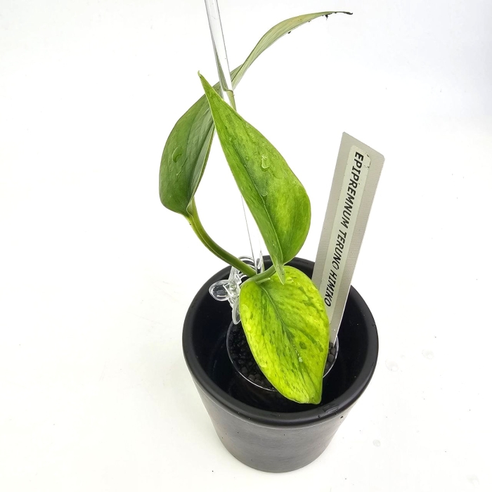 Epipremnum Himiko Teruno Japan