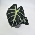 Alocasia Baloon Heart