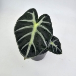 Alocasia Baloon Heart