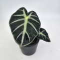 Alocasia Baloon Heart