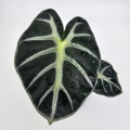 Alocasia Baloon Heart
