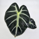 Alocasia Baloon Heart