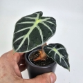 Alocasia Baloon Heart