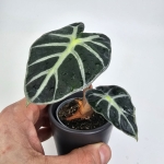 Alocasia Baloon Heart