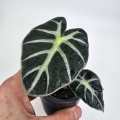 Alocasia Baloon Heart
