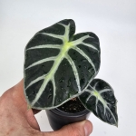 Alocasia Baloon Heart