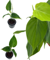 Philodendron micans Green Form S