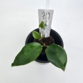 Aeschynanthus Mona Lisa S