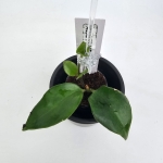 Aeschynanthus Mona Lisa S