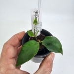Aeschynanthus Mona Lisa S