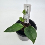 Aeschynanthus Mona Lisa S