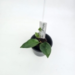 Aeschynanthus Mona Lisa S