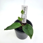 Aeschynanthus Mona Lisa S