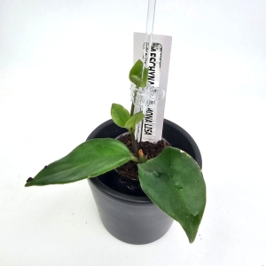 Aeschynanthus Mona Lisa  S