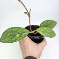 Hoya ‘Water Drop’ Irina