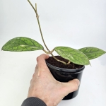 Hoya ‘Water Drop’ Irina