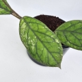 Hoya ‘Water Drop’ Irina