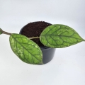 Hoya ‘Water Drop’ Irina