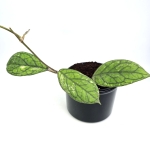 Hoya ‘Water Drop’ Irina