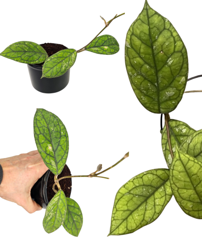 Hoya ‘Water Drop’ Irina