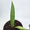 Hoya sulawesiana