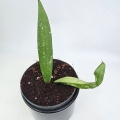 Hoya sulawesiana