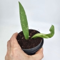 Hoya sulawesiana