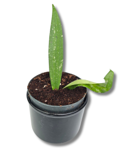 Hoya sulawesiana