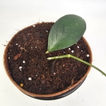Hoya sp. Floris Island