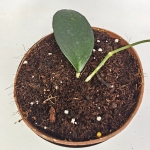Hoya sp. Floris Island