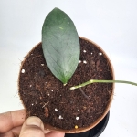 Hoya sp. Floris Island