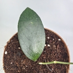 Hoya sp. Floris Island