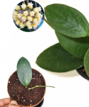 Hoya sp. Floris Island