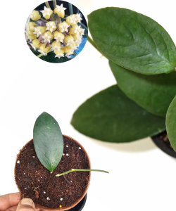 Hoya sp. Floris Island