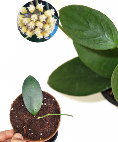 Hoya sp. Floris Island