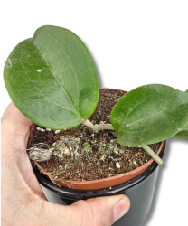 Hoya Surigaoensis EG 00897