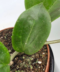 Hoya Surigaoensis EG 00897