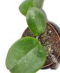 Hoya Surigaoensis EG 00897