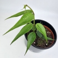 Hoya Polyneura Vietnam