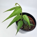 Hoya Polyneura Vietnam