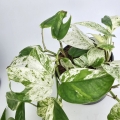 Epipremnum Marble King