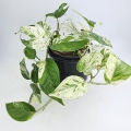 Epipremnum Marble King