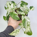 Epipremnum Marble King
