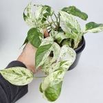 Epipremnum Marble King