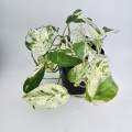 Epipremnum Marble King