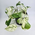 Epipremnum Marble King