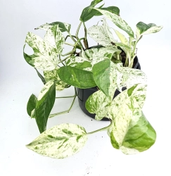 Epipremnum Pinnatum Marble King 