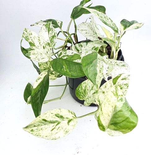 Epipremnum Marble King